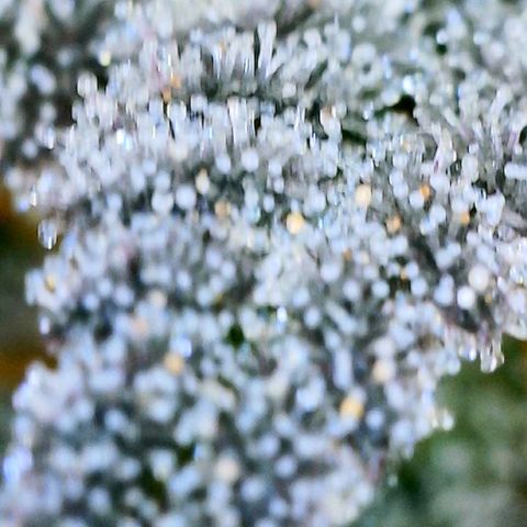 Mota Hari XX growlog photo: Trichs