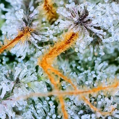 Mota Hari XX growlog photo: Trichs