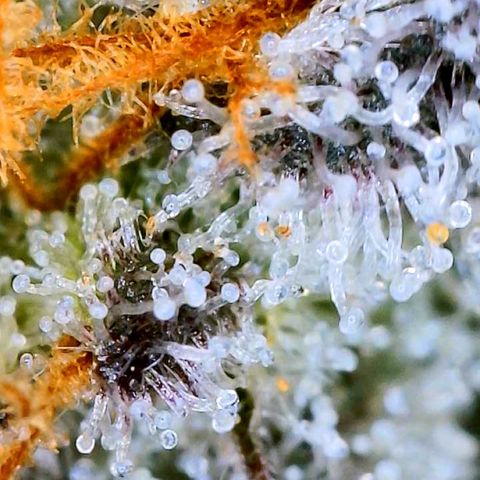 Mota Hari XX growlog photo: Trichs