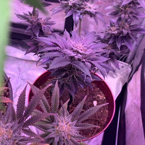 Mota Hari XX growlog photo: The move!