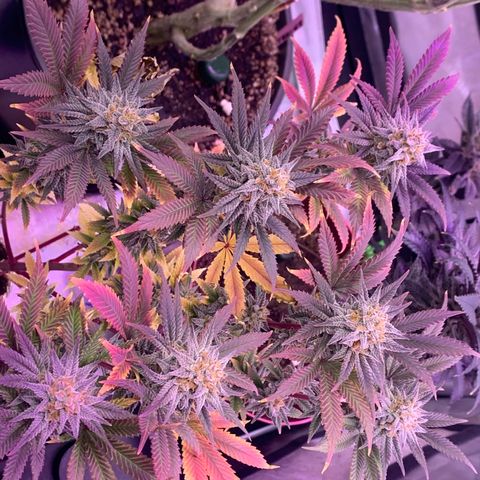 Mota Hari XX growlog photo: The move!