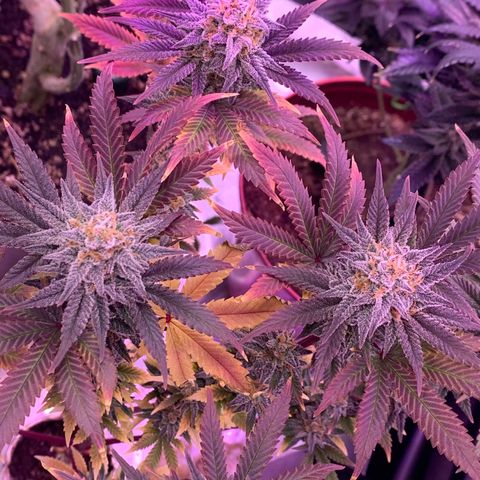 Mota Hari XX growlog photo: The move!