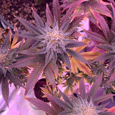 Mota Hari XX growlog photo: The move!
