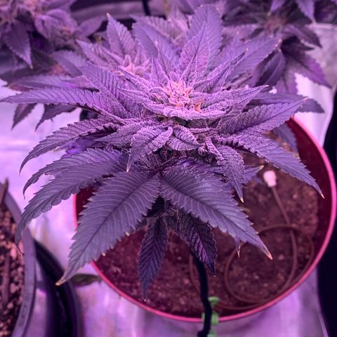 Mota Hari XX growlog photo: The move!