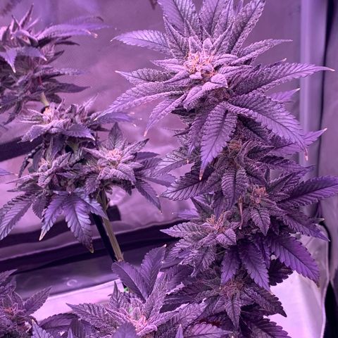 Mota Hari XX growlog photo: The move!