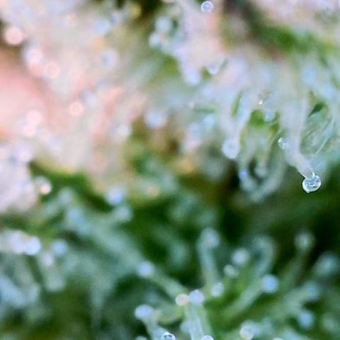 Mota Hari XX growlog photo: Seeing clear cloudy n ambers