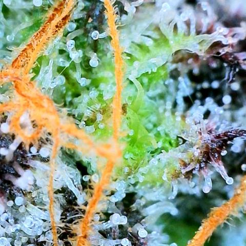 Mota Hari XX growlog photo: Seeing clear cloudy n ambers