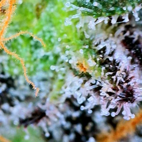 Mota Hari XX growlog photo: Seeing clear cloudy n ambers