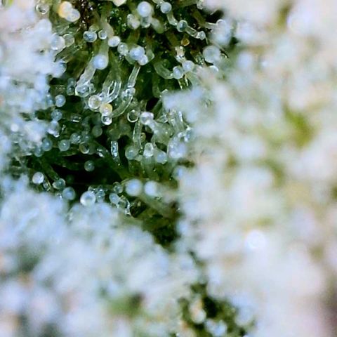 Mota Hari XX growlog photo: Seeing clear cloudy n ambers