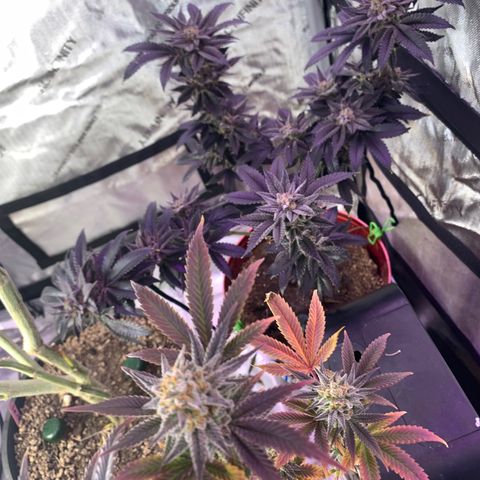 Mota Hari XX growlog photo: Buddin week 10