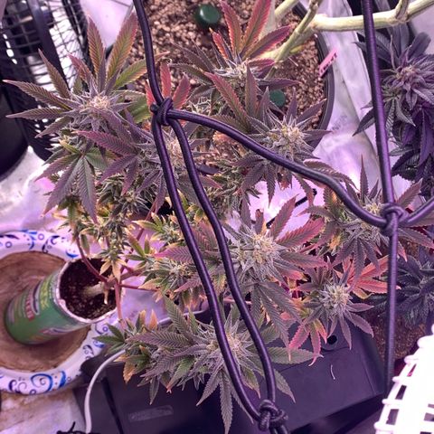 Mota Hari XX growlog photo: Bush’s 