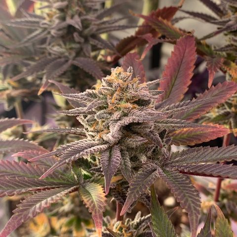 Mota Hari XX growlog photo: Week 10 bud