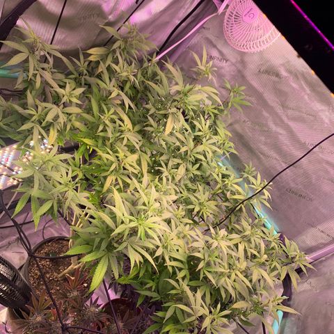 Zkittle Gpa growlog photo: Boomin
