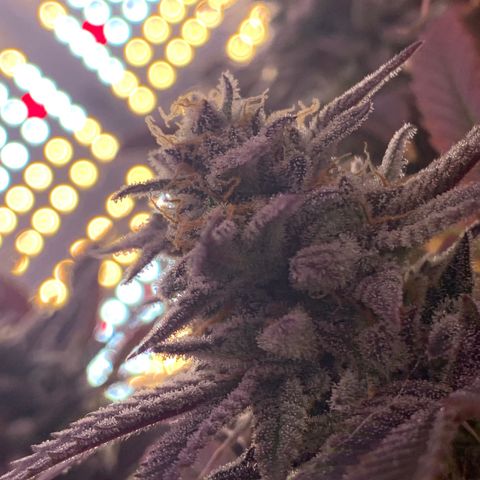 Mota Hari XX growlog photo: Week 10 bud