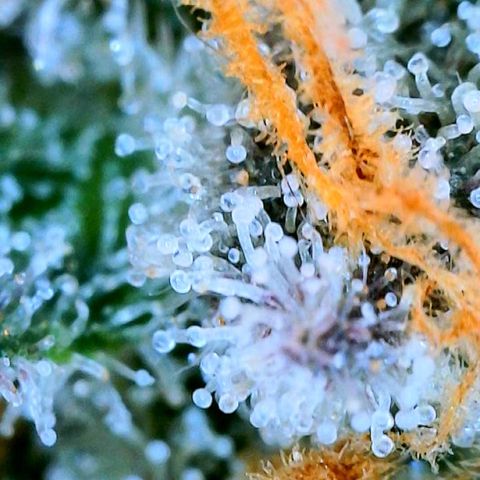 Mota Hari XX growlog photo: Clears n ambers 