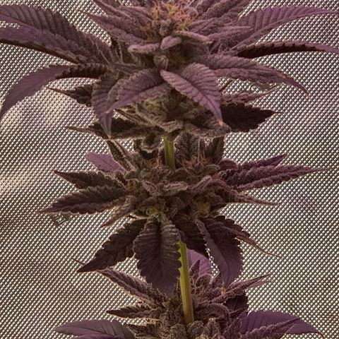 Mota Hari XX growlog photo: Buddin week 10