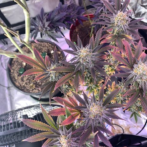 Mota Hari XX growlog photo: Buddin week 10