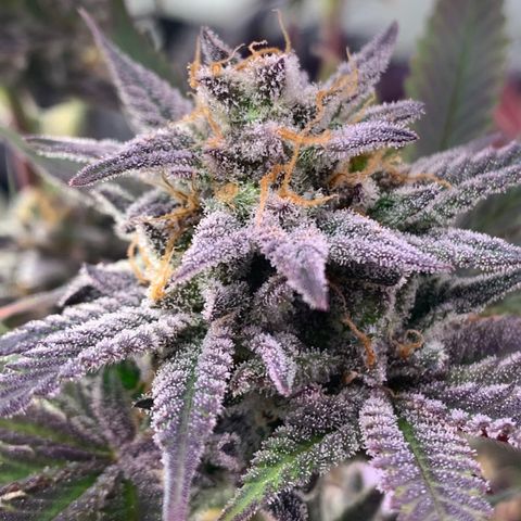 Mota Hari XX growlog photo: Buddin week 10