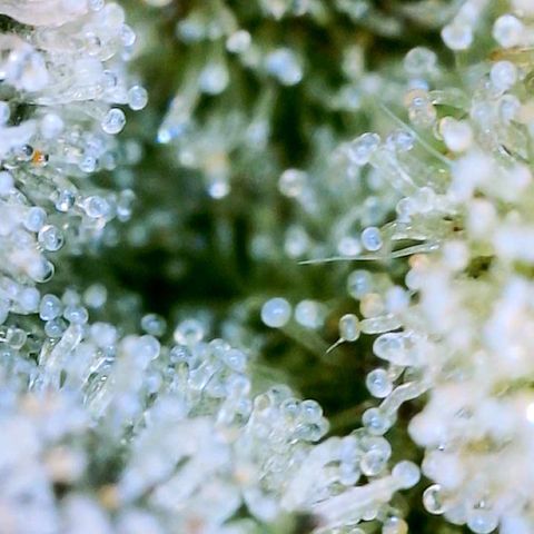 Mota Hari XX growlog photo: Seeing clear cloudy n ambers