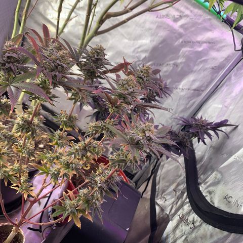 Mota Hari XX growlog photo: Bush’s 