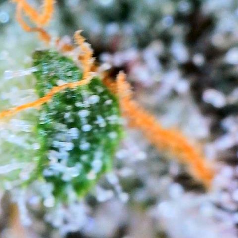 Mota Hari XX growlog photo: Seeing clear cloudy n ambers