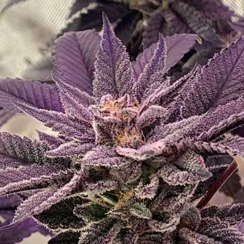 Mota Hari XX growlog photo: Buddin week 10