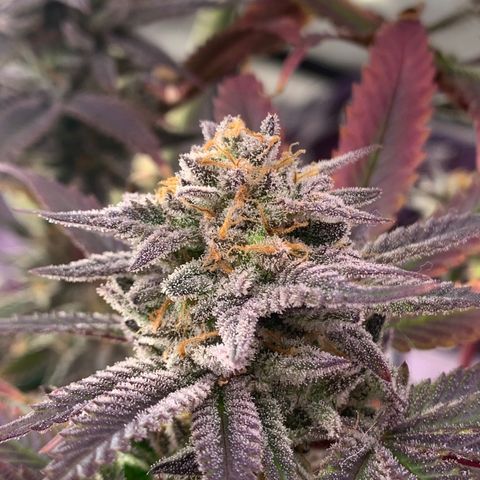 Mota Hari XX growlog photo: Week 10 bud