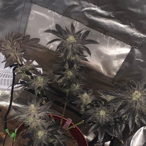 Mota Hari XX growlog timeline photo