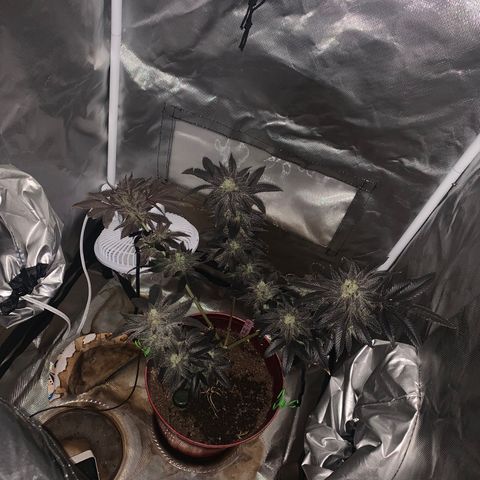 Mota Hari XX growlog timeline photo