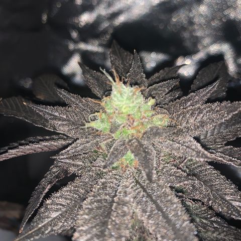 Mota Hari XX growlog timeline photo