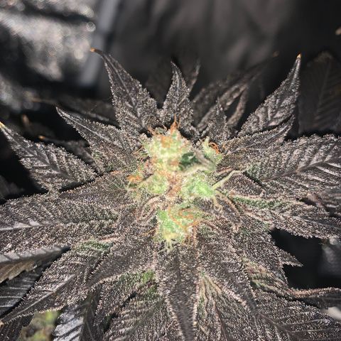 Mota Hari XX growlog timeline photo