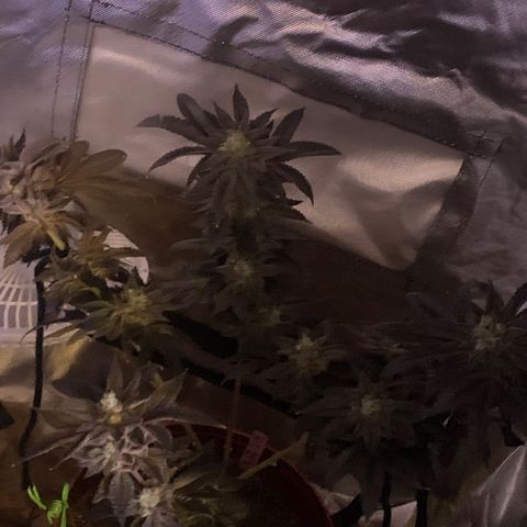Mota Hari XX growlog timeline photo