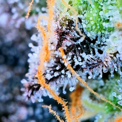 Mota Hari XX growlog photo: Seeing clear cloudy n ambers