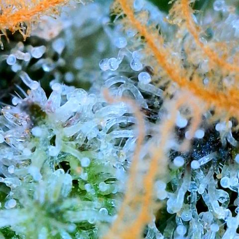Mota Hari XX growlog photo: Clears n ambers 