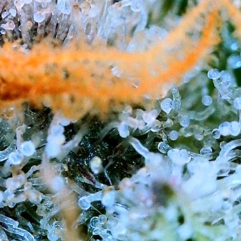 Mota Hari XX growlog photo: Clears n ambers 