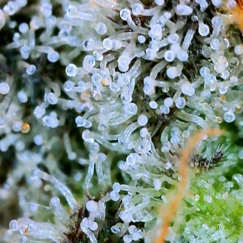Mota Hari XX growlog photo: Clears n ambers 