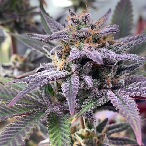 Mota Hari XX growlog photo: Buddin week 10