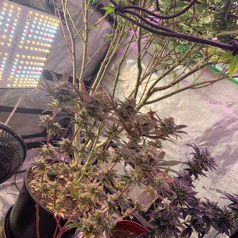 Mota Hari XX growlog photo: Bush’s 