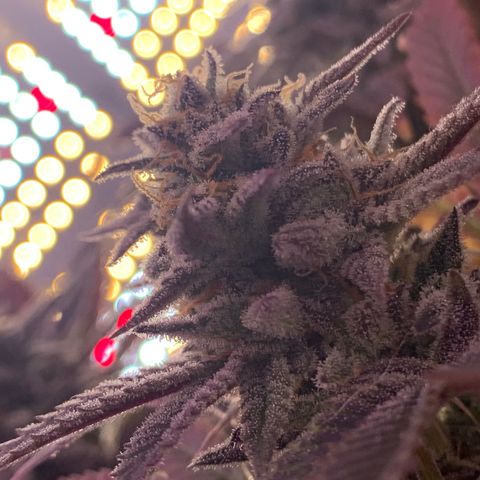 Mota Hari XX growlog photo: Week 10 bud