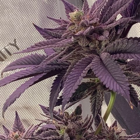 Mota Hari XX growlog photo: Buddin week 10