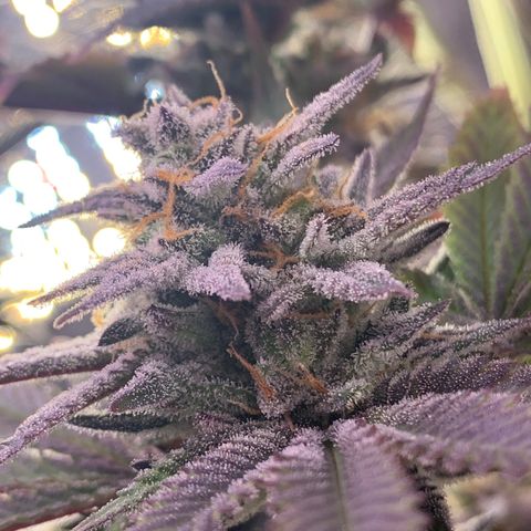 Mota Hari XX growlog photo: Buddin week 10