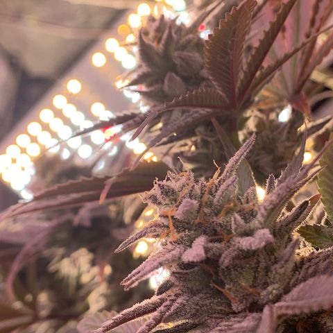 Mota Hari XX growlog photo: Week 10 bud