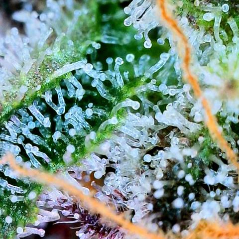 Mota Hari XX growlog photo: Seeing clear cloudy n ambers