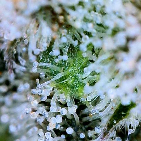 Mota Hari XX growlog photo: Clears n ambers 