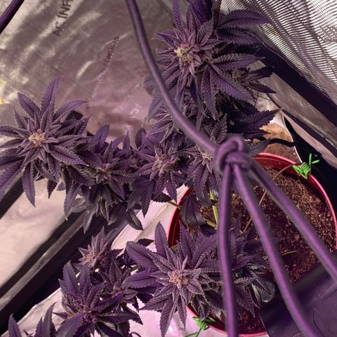 Mota Hari XX growlog photo: Bush’s 
