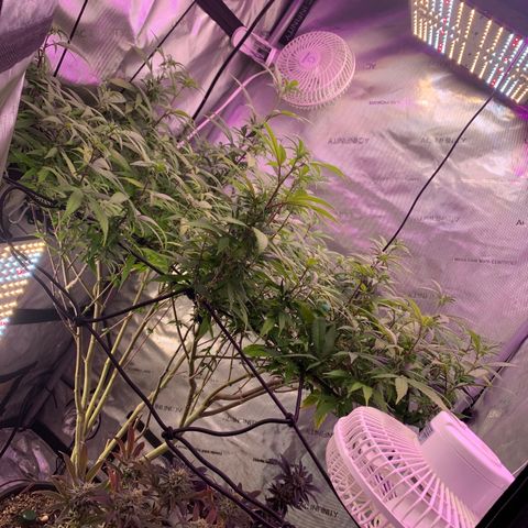 Zkittle Gpa growlog photo: Week 1 stretching 