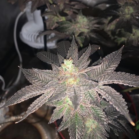 Mota Hari XX growlog timeline photo