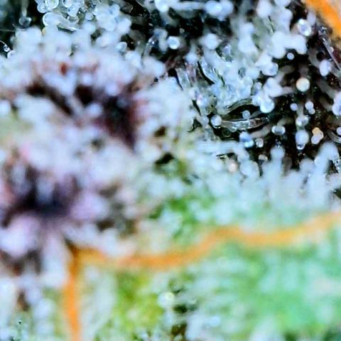 Mota Hari XX growlog photo: Seeing clear cloudy n ambers