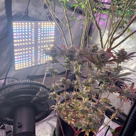 Mota Hari XX growlog photo: Bush’s 