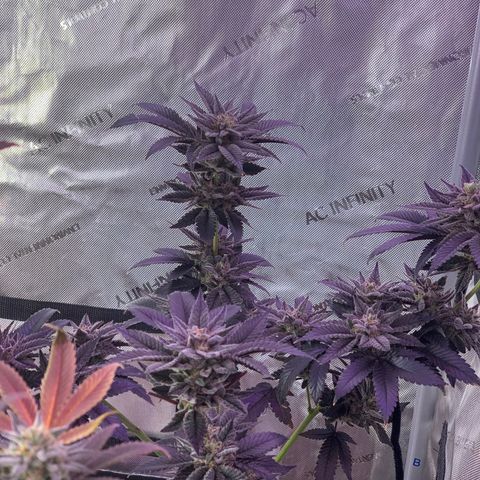 Mota Hari XX growlog photo: Buddin week 10